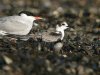 Black Tern at Southend Seafront (Steve Arlow) (96718 bytes) Black Tern at Southend Seafront (Steve Arlow) (96718 bytes)